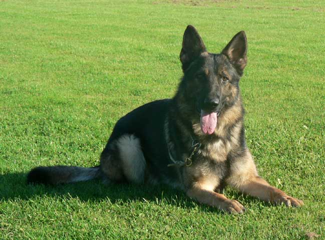 German Shepherd Dog Level 3 Protection Dog For Sale
