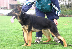 German Shepherd Dog Level 3 Protection Dog For Sale