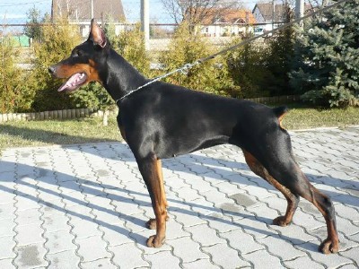 Boni - Level 3 Executive Protection Certified Import German Dobermann For Sale