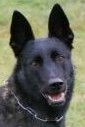 Dutch Shepherd - Certified Dual Purpose Police K9 For Sale - Dusty Dusty • Dual Purpose Police K9 • Dutch Shepherd • For Sale