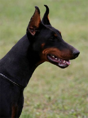 Karma - European Champion - Level 2 Personal Protection Dog Certified - Import German Dobermann - For Sale