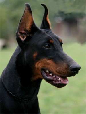 Karma - European Champion - Level 2 Personal Protection Dog Certified - Import German Dobermann - For Sale
