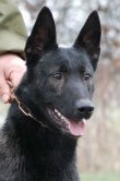 Annie • Single Purpose Narcotics Detection• Dual Purpose Police K9 • Dutch Shepherd • For Sale Annie • Single Purpose Narcotics Detection• Dual Purpose Police K9 • Dutch Shepherd • For Sale