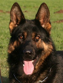 German Shepherd Dual Purpose Police K9 For Sale - Apollo Apollo • Dual Purpose Police K9 • German Shepherd • For Sale