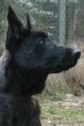 Aron • Dual Purpose • Dual Purpose Police K9 • Dutch Shepherd • For Sale Aron • Dual Purpose • Dual Purpose Police K9 • Dutch Shepherd • For Sale