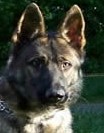 German Shepherd Dual Purpose Police K9 For Sale - Arras Arras • Dual Purpose Police K9 • German Shepherd • For Sale