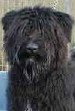 Bell •  Personal Protection Bouvier For Sale • Bouvier For Sale • Protection Bouvier For Sale