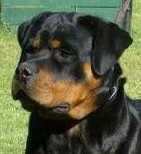 Bosco • Level 3 Executive Protection K9 • German Rottweiler • For Sale