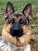 Boss • Single Purpose K9 • German Shepherd • For Sale Boss • Single Purpose Patrol K9 • German Shepherd • For Sale
