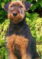Dea •  Family Protection Dog • German Airedale Terrier • For Sale