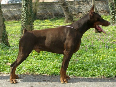 Dobermann Pinscher Level 3 Protection Dog male For Sale