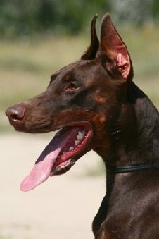 Ex - Level 3 Executive Protection Dog Certified - Import German Dobermann - For Sale
