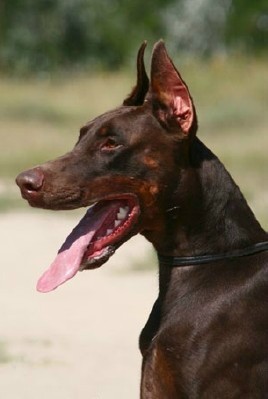 Ex - Level 3 Executive Protection Dog Certified - Import German Dobermann - For Sale