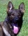 Exor • Dual Purpose Police K9 • German Shepherd • For Sale Exor • Dual Purpose Police K9 • German Shepherd • For Sale
