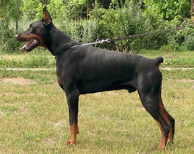Dobermann Pinscher Level 3 Protection Dog male For Sale