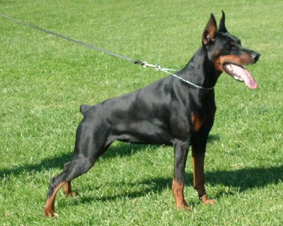 Fly - European Champion - Level 2 Personal Protection Dog Certified - Import German Dobermann - For Sale