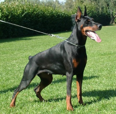 Karma - European Champion - Level 2 Personal Protection Dog Certified - Import German Dobermann - For Sale