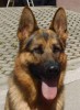 Frodo • Dual Purpose • German Shepherd • For Sale Frodo • Dual Purpose • German Shepherd • For Sale