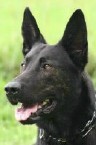 Dutch Shepherd - Certified Dual Purpose Police K9 For Sale - Hark Hark • Dual Purpose Police K9 • Dutch Shepherd • For Sale