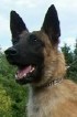 Belgian Malinois Police K9 For Sale - Henny Henny • Dual Purpose Police K9 • Belgian Malinois • For Sale