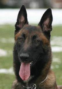 Belgian Malinois Police K9 For Sale - Hero Hero • Dual Purpose Police K9 • Belgian Malinois • For Sale