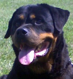 German Rottweiler - Level 1 Family Protection Dog Certified For Sale - Juta Juta • Level 1 Family Protection Dog • German Rottweiler • For Sale