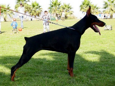 Karma - European Champion - Level 2 Personal Protection Dog Certified - Import German Dobermann - For Sale