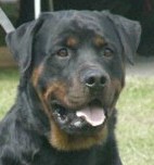 Rottweiler Level 2 Protection Dog For Sale