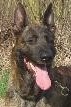 King • Explosives Detection Dog • Dutch Shepherd • For Sale - KING King • Explosives Detection Dog • Dutch Shepherd • For Sale
