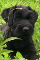Lego • Level 1 Family Protection Dog • German Giant Schnauzer • For Sale