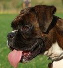 Lozi • Level 2 Personal Protection Dog • German Boxer Dog • For Sale