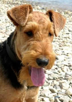 Millie • Level 2 Personal Protection Dog • German Airedale Terrier • For Sale