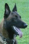 Oden • Dual Purpose Police K9 • Belgian Malinois • For Sale