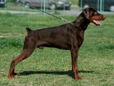 Dobermann Pinscher Level 2 Protection Dog male For Sale