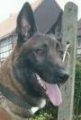 Belgian Malinois Police K9 For Sale - Onex Onex • Dual Purpose Police K9 • Belgian Malinois • For Sale
