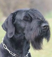 German Giant Schnauzer Executive Protection Dog For Sale - Sady Sady • Level 3 Executive Protection Dog • German Giant Schnauzer • For Sale