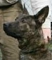 Dutch Shepherd - Certified Dual Purpose Police K9 For Sale - Thor Thor • Dual Purpose Police K9 • Dutch Shepherd • For Sale