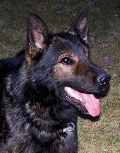 German Shepherd Dual Purpose Police K9 For Sale - Tiger Tiger • Dual Purpose Police K9 • German Shepherd • For Sale