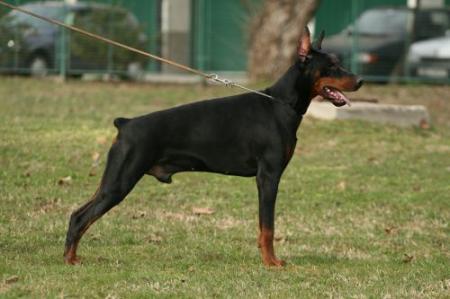 Dobermann Pinscher Level 1 Protection Dog For Sale