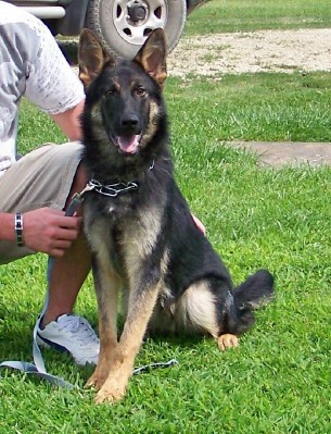 Wasi - Single Purpose Narcotics Detection Certified Police K9 German Shepherd - FREE TO APPROVED HOME