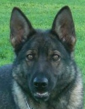 Xantia • Narcotics Detection Dog • German Shepherd • For Sale Xantia • Narcotics Detection Dog • German Shepherd • For Sale