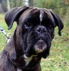 Dante • Executive Protection Boxer For Sale • Trained German Boxer Dog For Sale • Boxers For Sale