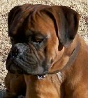 Rambo • Boxer Protection Dog For Sale • German Boxer For Sale