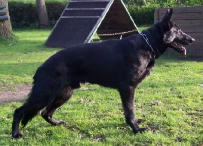 German Shepherd Level 3 Protection Dog For Sale