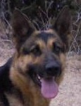 Lola • Dual Purpose • German Shepherd • For Sale Lola • Dual Purpose • German Shepherd • For Sale