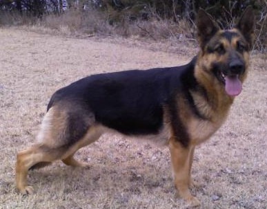 German Shepherd Dog Level 3 Protection Dog For Sale