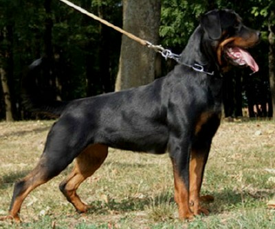 Rottweiler Level 2 Protection Dog For Sale