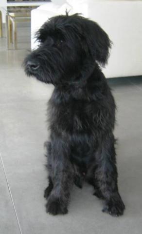 German Import Personal Protection German Shepherd For Sale
