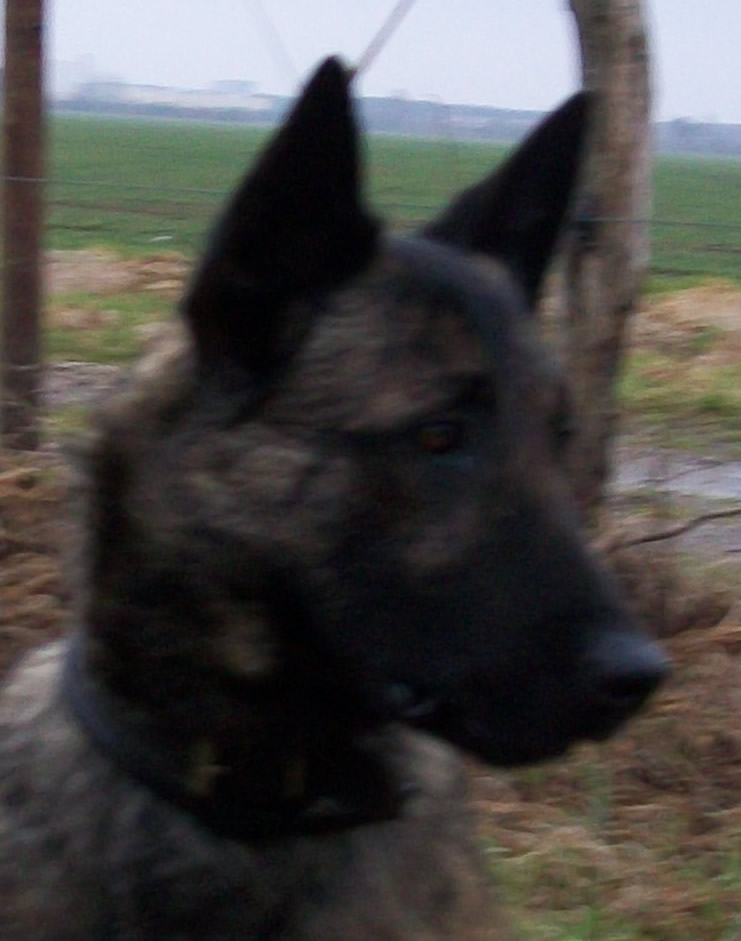Ali • Dual Purpose Narcotics Detection and Patrol Police K9 • Dutch Shepherd • For Sale Ali • Dual Purpose Narcotics Detection and Patrol Police K9 • Dutch Shepherd • For Sale