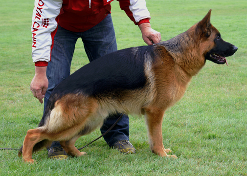 German Import Personal Protection German Shepherd For Sale